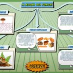 Il regno dei funghi - Scienze per la Primaria - Schooltoon