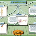 Il sistema nervoso - Scienze per la Primaria - Schooltoon