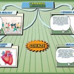 L'apparato muscolare - Scienze per la Primaria - Schooltoon