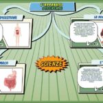 L'apparato digerente - Scienze per la Primaria - Schooltoon