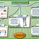 Il corpo umano - Scienze per la Primaria - Schooltoon