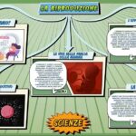 La riproduzione - Scienze per la Primaria - Schooltoon